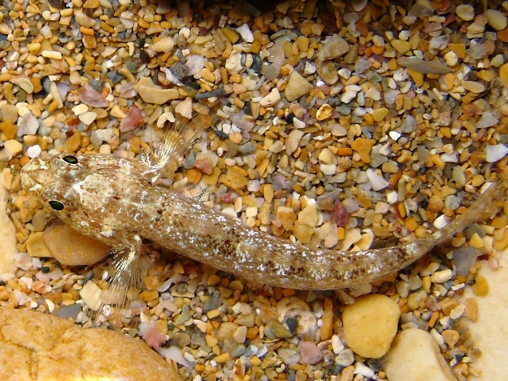 juvenile Gobius cobitis